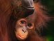 Orangutan