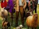 The Sheep Detectives